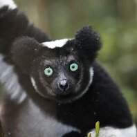 Madagascar Lemurs